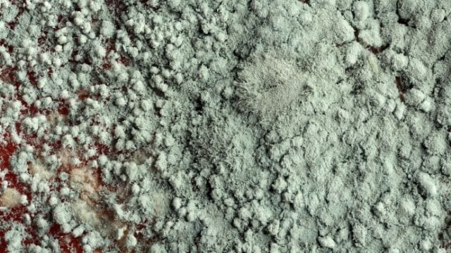 Mold Remediation in Daytona Beach, Florida